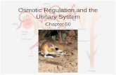 Osmotic Regulation and the Urinary System - Weeblymmsalemscienceteacher.weebly.com/uploads/2/3/3/6/23362738/chapt5… · –Total solute concentration of their extracellular ... •Important