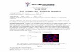 Anti- Collagen I 1 Telopeptide Sequenceimg66.chem17.com/1/20151021/635810291179207162501.pdf · Colorado Biosciences Park 12635 East Montview Boulevard, #213 Aurora, CO 80045-7337