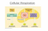Cellular Respiration - Henry County Public Schools / … or anaerobic respiration, ... Explain the overall purpose of cellular respiration. ... PowerPoint Presentation