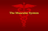 The Muscular System - Davis School · PDF fileSmooth (Visceral) Muscle ... surfaces such as: –blood vessels - stomach –urinary bladder - intestines • Non-striated in appearance