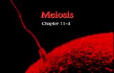 Meiosis - Weeblyjaentschypantsbiology.weebly.com/.../meiosis.pdf · lung cells, muscle cells, ... Meiosis •Meiosis – a type of cell division which ... sperm joins a haploid (1n)