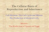 The Cellular Basis of Reproduction and Inheritanceinstruction2.mtsac.edu/sschmidt/biology/selected_lectures/Bio... · The Cellular Basis of Reproduction and Inheritance ... The Cell