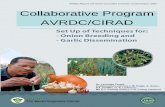 Collaborative Program AVRDC/CIRADagritrop.cirad.fr/550972/1/document_550972.pdfstorability, and eliminating diseases. Concerning disease resistance, particularly against Stemphyllium