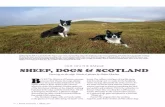 SHEEP, DOGS & SCOTLAND - Home on the RANGErangemagazine.com/.../range-sp17-sheep-dogs-scotland.pdfSPRING 2017 • RANGE MAGAZINE • 77 On finding a neighbor’s ewes had strayed onto