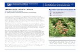 Identifying Choke Cherry - UNH Extension Choke Cherry A Source of X Disease Dr. Alan T. Eaton, Extension Specialist, Entomology Choke cherry identification is important for peach and