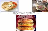 Digestive system - - Cuyamaca College · PDF fileFunctions of the digestive system ... • Motility-movement of material from the oral cavity to the anus-swallowing / peristalsis •