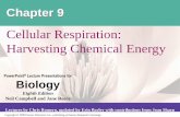 Cellular Respiration: Harvesting Chemical Energynorthmedfordscience.weebly.com/uploads/1/2/7/1/12710245/09_lecture... · ... publishing as Pearson Benjamin Cummings PowerPoint ...