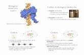 Biological Carbon in Biological Molecules Molecules - …academic.venturacollege.edu/sflagan/protected/ch3_molecules.pdf · Biological Molecules Chapter 3 Topoisomerase protein bound