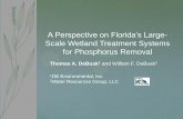 A Perspective on Florida’s Large - UF/IFAS OCI T... · A Perspective on Florida’s Large-Scale Wetland Treatment Systems ... (~ 500 ha) Eutrophic Lake ... STAs – SFWMD; DBE ...