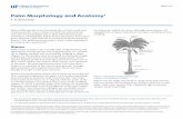 Palm Morphology and Anatomy - EDIS - UF/IFAS Extension · PDF filestructure (morphology) and in ... Secondary, tertiary, and even fourth-order roots are proportionately smaller in