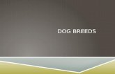 Dog Breeds - Texas A&M Universitypeer.tamu.edu/CDE_Files/Dog_Breeds.pptx · PPT file · Web viewBassett Hound. Short-legged dog, heavier in bone, size considered, than any other