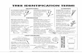 TREE IDENTIFICATION TERMS - Ningapi.ning.com/files/...TREE IDENTIFICATION TERMS LEAF Guide • 7-8 UNIT Wisconsin’s K-12 Forestry Education Program ALTERNATE BRANCHING: A branching