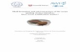 Shell formation and microstructure of the ocean quahog ...epic.awi.de/33040/1/StemmerK2013_Thesis.pdf · Shell formation and microstructure of the ocean quahog Arctica islandica: