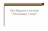Biology 20 The Digestive System - biology-with-cooper20... · the goal of the digestive system is to ingest food, ... Stomach Sphincter Duodenum of ... converts pepsinogen into its