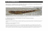 Western Tubenose Goby (Proterorhinus …€œOne of the potential impacts of invasive gobies on native fish fauna is predation on eggs and fry. Therefore, the diet composition of two