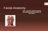 Facial Anatomy - Mercer County Community Collegebehrensb/documents/FacialAnatomymmbjb_000.pdfFacial Anatomy Yes, you do need to know the bones and muscles of the face! Bones of the
