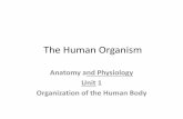 Ch 1 The Human Organism - Anoka-Hennepin School … · The Human Organism ... These are the basic organs of each cell. 3. Tissues • Tissue is a group of cells that work together