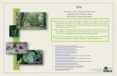 Elm - Wisconsin Department of Natural Resourcesdnr.wi.gov/topic/ForestBusinesses/documents/ElmReport.pdf · Rock elm: Elm American elm: Ulmus americana Slippery elm: Ulmus rubra Ulmus
