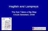 Hagfish and Lampreys - In Focus and Lampreys • No paired pectoral (shoulder) or pelvic (hip) fins • Notochord persists for life. • They have no scales. • The axons of their