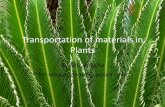 Transportation of materials in Plants - sjusd.org of materials in Plants By Ms. Vriksha ~for educational purposes only~ Stems and Leaves •Stems and leaves are major plant organs