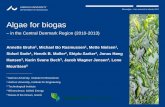 Algae for biogas - AlgeCenter Danmark · Annette Bruhn 1, Michael Bo Rasmussen , Mette Nielsen , Sidsel Sode1, Henrik B. Møller2, Shiplu Sarker2, Jonas Høeg