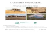 LIVESTOCK PRODUCERS - Agriculture and Food · Any livestock producers (cattle, horse, pig, ... Stable Fly Life Cycle 6 ... go to local beaches where the stable flies often accumulate