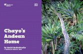 Hola! - Rainforest Alliance · Hola! I’m Chayo. My name is really Rosario, but . everyone calls me Chayo. I live in Rio Negro, Colombia. Rio Negro is in the Andes Mountains,