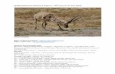 Qinghai/Sichuan Mammal Report - 18 June to 9 July 2016mammalwatching.com/Palearctic/Otherreports/NG Qinghai 2016.pdf · Qinghai/Sichuan Mammal Report ... Pallas’s and Chinese Mountain