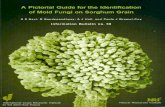 A Pictorial Guide for the Identification of Mold Fungi on ... Pictorial Guide for the Identification of Mold Fungi on Sorghum Grain S S Navi, R Bandyopadhyay, A J Hall, and Paula J