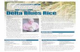 mississippi - Delta Blues Rice article.pdf · 14 Today in Mississippi April 2015 It’s pretty to look at, with pearly white grains all the same size. But what’s really special