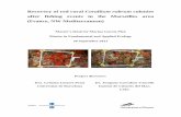 Recovery of red coral Corallium rubrum colonies after ... of Red Coral Corallium rubrum colonies after fishing events in the Marseilles area (France, NW Mediterranean) ... and Mycenean