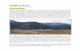 WDFW Wildlife Program Weekly Report October 15 …wdfw.wa.gov/about/wildlife_weekly/2012/wildlife_weekly_2012oct15.pdfWildlife Program . Week of October 15-21, 2012 . ... (Aquila chrysaetos)