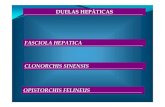 FASCIOLA HEPATICA CLONORCHIS SINENSIS ...personal.us.es/derojas/docs/diapositivas-para/tema-17.pdfCLONORCHIS SINENSIS FAMILIA OPISTHORCHIDAE AGENTE ETIOLÓGICO DE CLONORQUIOSIS (DISTOMATOSIS