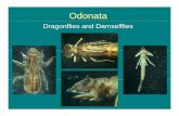 Odonata - WHEP · Key Difference – Anal Appendages Dragonflies Damselflies Dragonflies: short, sharp appendages – 2 cerci 2 paraprocts Damselflies: 3 leaf-like anal