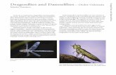 Dragonflies and Damselflies —Order and Damselflies...47 In the air or underwater, dragonflies and damselflies are master predators. The adults are agile and swift fliers. They chase