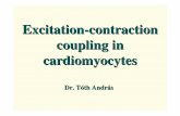Excit ation -con trac tion coupling in cardiomyocytesweb.med.u-szeged.hu/phcol/jegyzet/TA_ECc_E06S.pdf · Schematic diagram of skeletal and cardiac muscles In skeletal muscle the