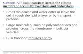 Concept 7.5: Bulk transport across the plasma membrane …pehs.psd202.org/documents/rgerdes/1506454664.pdf ·  · 2017-09-26... cross the membrane in bulk via vesicles •Bulk transport