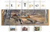 st r i pes - Ministry of Environment, Forest and Climate ... · BI-MONTHLY OUTREACH JOURNAL OF NATIONAL TIGER CONSERVATION AUTHORITYst r i pes ... stripes.ntca@gmail.com Cover photo