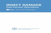 INSECT DAMAGE - Food and Agriculture Organization · INSECT DAMAGE: Damage on Post-harvest Organisation: International Centre of Insect Physiology and Ecology (ICIPE) ... decomposers