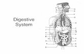 Digestive System - FM Faculty Web Pagesfaculty.fmcc.suny.edu/freeman/webpages/anatandphysforherbalists... · Function of the small intestine Carbohydrate digestion overview In mouth,