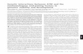 Genetic interactions between ATM and the nonhomologous … files... · Genetic interactions between ATM and the nonhomologous end-joining ... rescues the embryonic lethality and neuronal