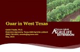 Guar in West Texas - Texas A&M Universitylubbock.tamu.edu/files/2013/06/Guar-Production-Industry-Texas-May...Can enough guar be produced for the oilfield industry? ... from India and