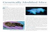 Genetically Modified Mice - The Physicians Committee · Genetically Modified Mice RIntroduction udolph Jaenisch bred the first genetically mod-ified (GM), or ... GM animals are used