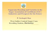 Sugarcane Breeding and Varieties in the Sugar Association ...jamaicasugar.org/wist/Presentations/Sugarcane Breeding and... · Sugarcane Breeding and Varieties in the Sugar Association
