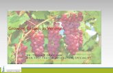 Growing Grapes in Vermont - The University of Vermont · Grape Origins Vitis vinifera: Middle East into Mediterranean Europe Evidence of winemaking traced to at least 6000 B.C. Domestication