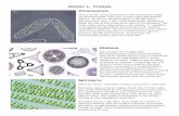 Station 1: Protists Paramecium - Biology with Ms. …murillobiology.weebly.com/uploads/4/4/9/2/44923499/...heterotrophic protists that are animal-like. Diatoms Any member of the algal