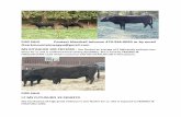 FOR SALE Contact Marshall Johnson 479-936-0093 or …wagyu.org/uploads/classifieds/Wagyu_cattle_sales...FOR SALE - Contact Marshall Johnson 479-936-0093 Ozarkmountainwagyu@gmail.com