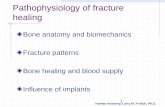Pathophysiology of fracture healing - intranet.tdmu.edu.uaintranet.tdmu.edu.ua/data/kafedra/theacher/travmatologia_combust/zh... · Human Anatomy, Larry M. Frolich, Ph.D. 1 Pathophysiology