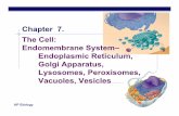 Chapter 7. The Cell: Endomembrane System– … Cell... · Endomembrane System ... Apoptosis = cell death