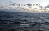 Exploring Microbes in the Sea - MBARI · Exploring Microbes in the Sea Alma Parada Postdoctoral Scholar Stanford University. Cruising the ocean to get us some microbes. ... •Of